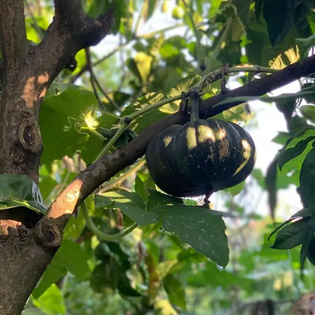 Cettina Boutique Sorrento