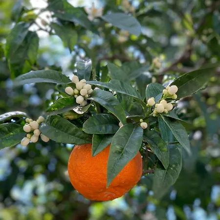 Affittacamere Cettina Boutique 4*