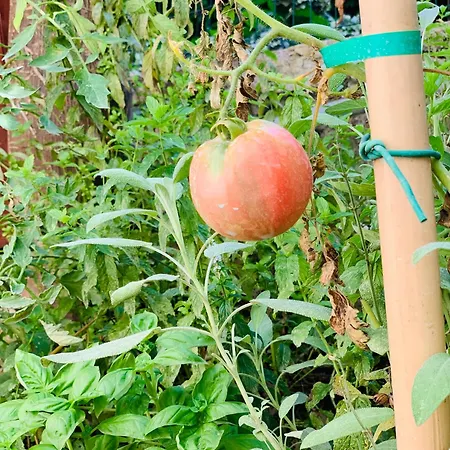 Cettina Boutique Affittacamere 4*