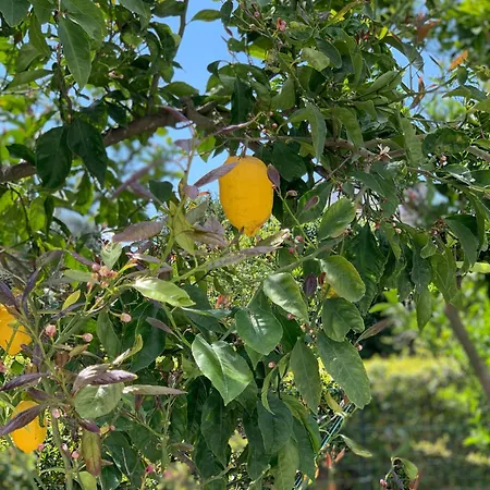 Cettina Boutique Sorrento