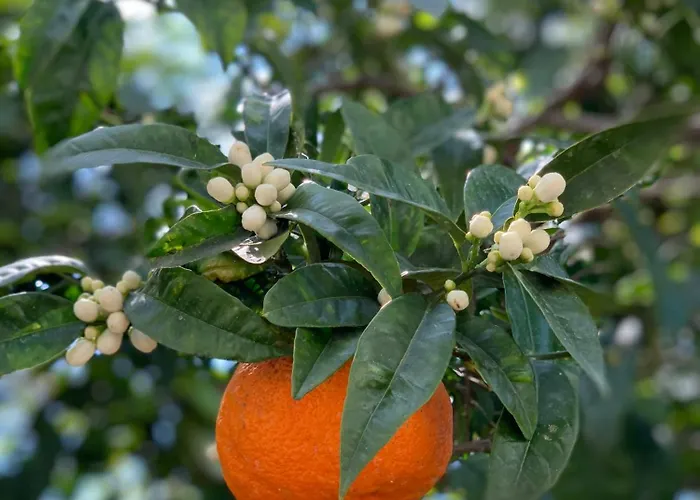 게스트하우스 Cettina Boutique 4*