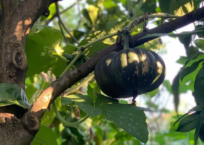 Cettina Boutique 소렌토