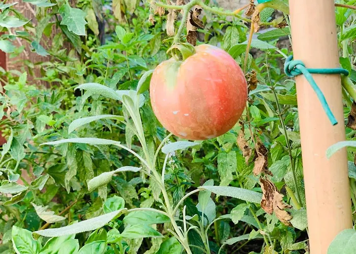 Cettina Boutique 게스트하우스 4*